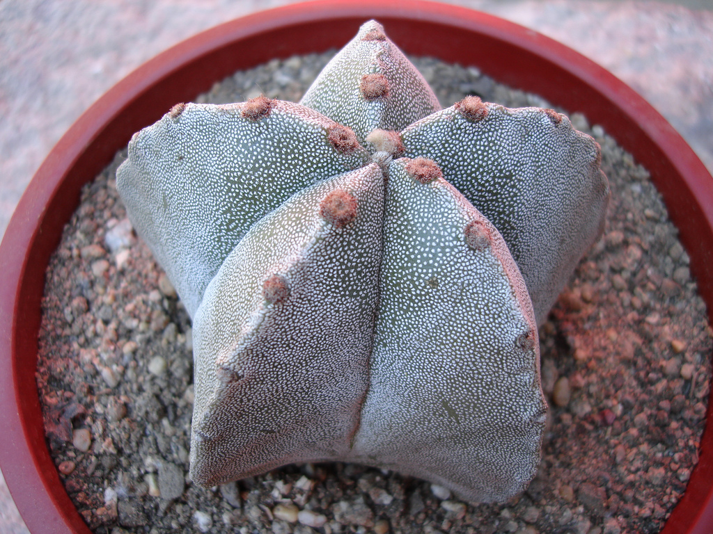 Astrophytum Myriostigma